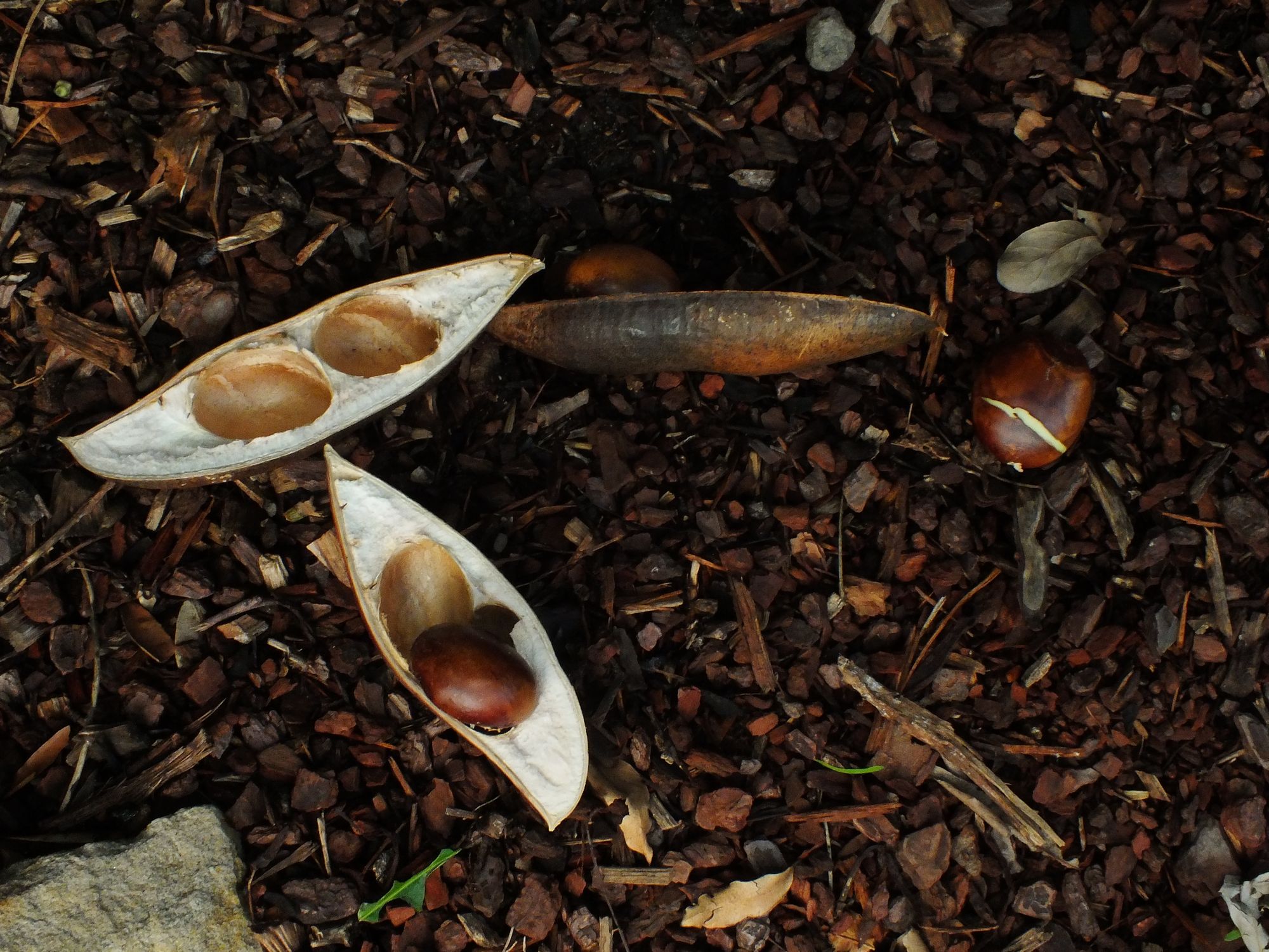 Көптеген сперматозоидтар жиналады